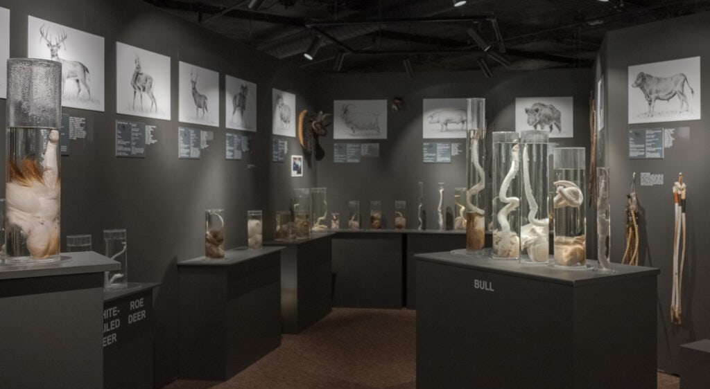 Exhibits at The Icelandic Phallological Museum