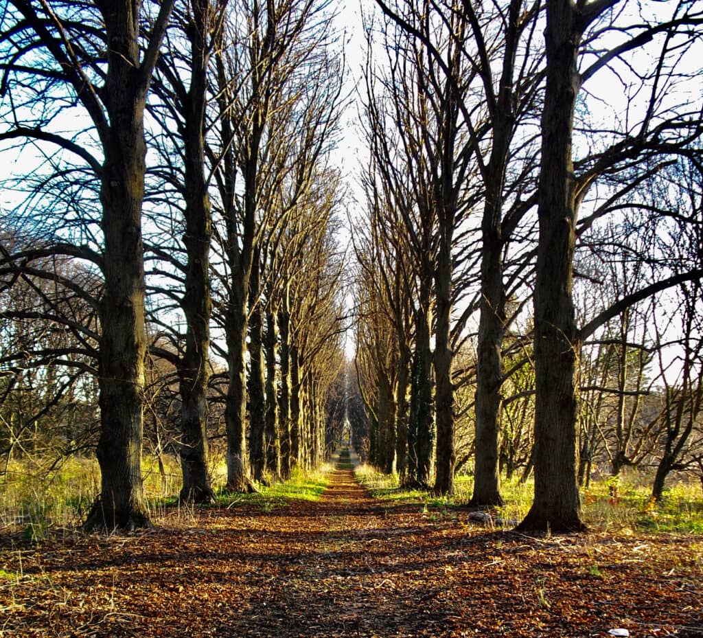 Old Westbury Gardens forest path, NY
