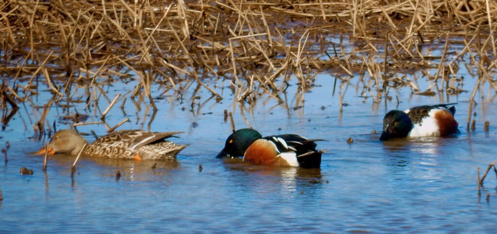 Blackwater National Wildlife Refuge waterfowl, Cambridge MA