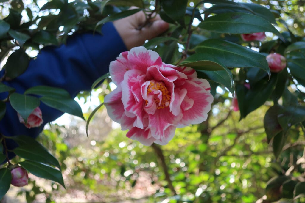 Blooming tree at Old London Town and Gardens Edgewater MD