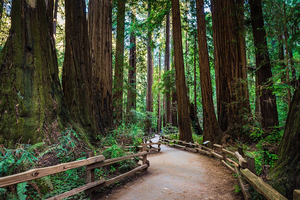 Path under giant trees at Muir Woods National Monument.