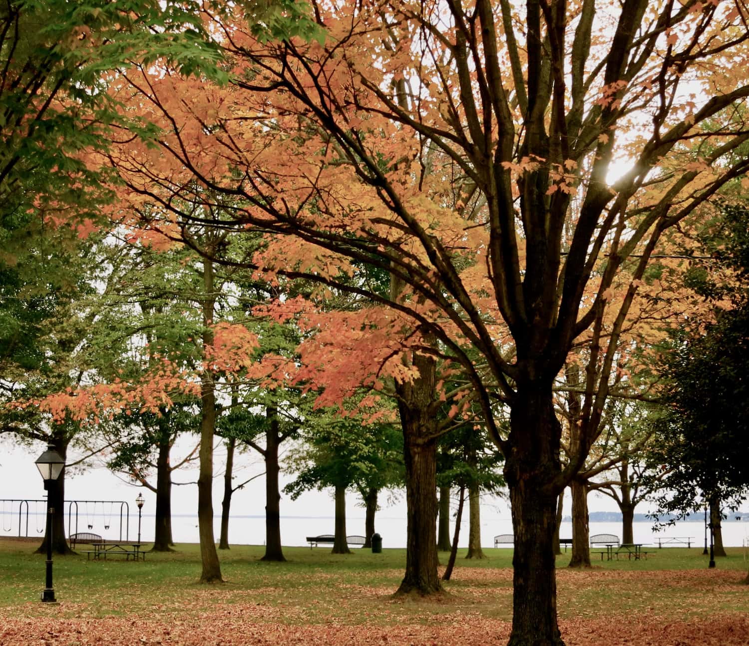 Oxford MD in autumn