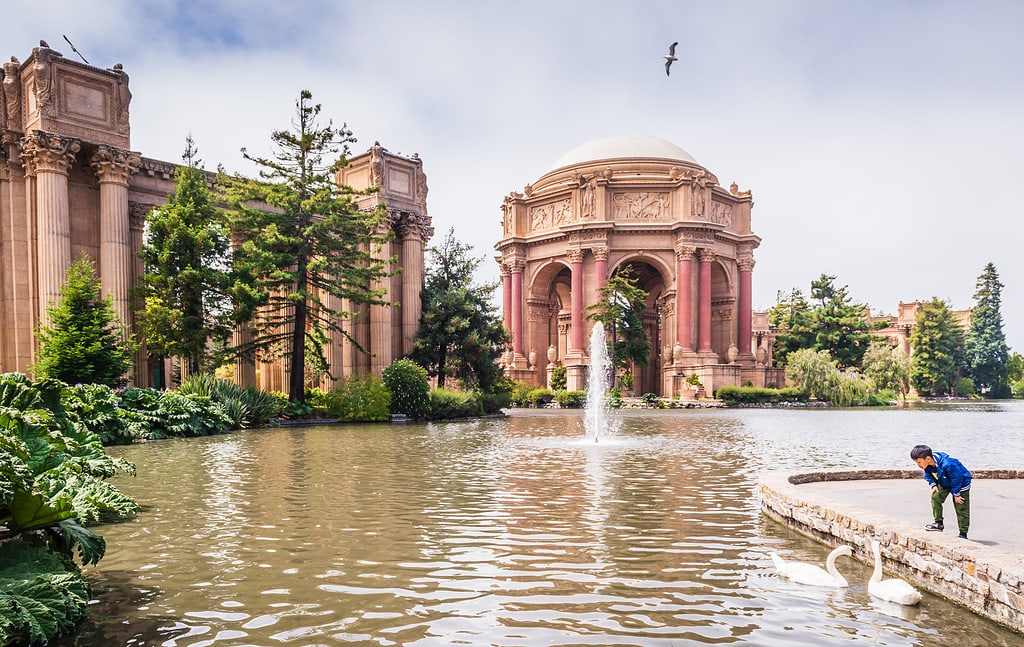 Boy watches swan pair at Palace of Fine Arts lagoon.