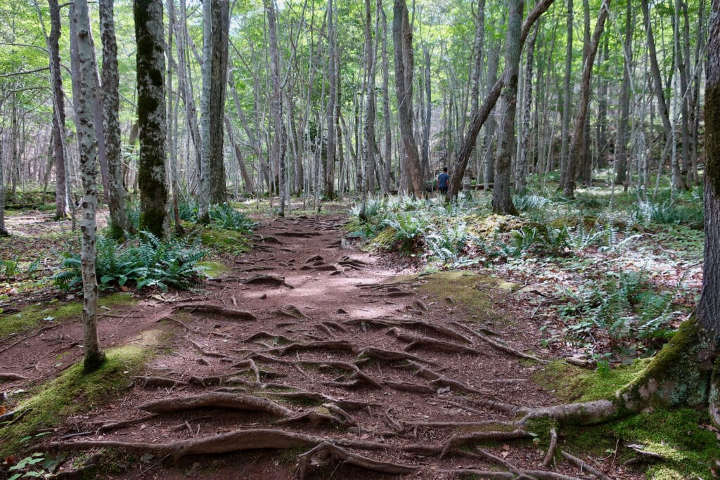 MacIntosh Brook Trail Cape Breton Highlands