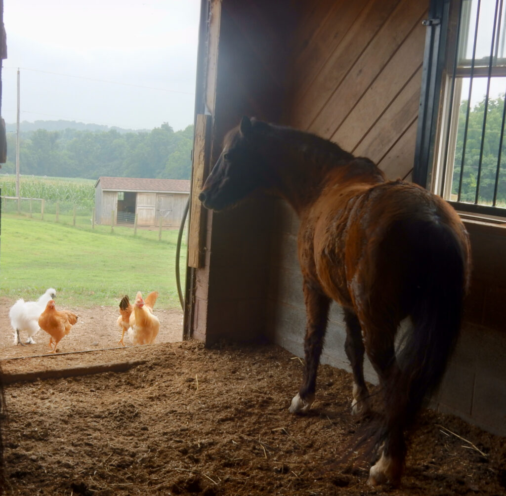 Horse and chickens on Amish farm Lancaster County PA