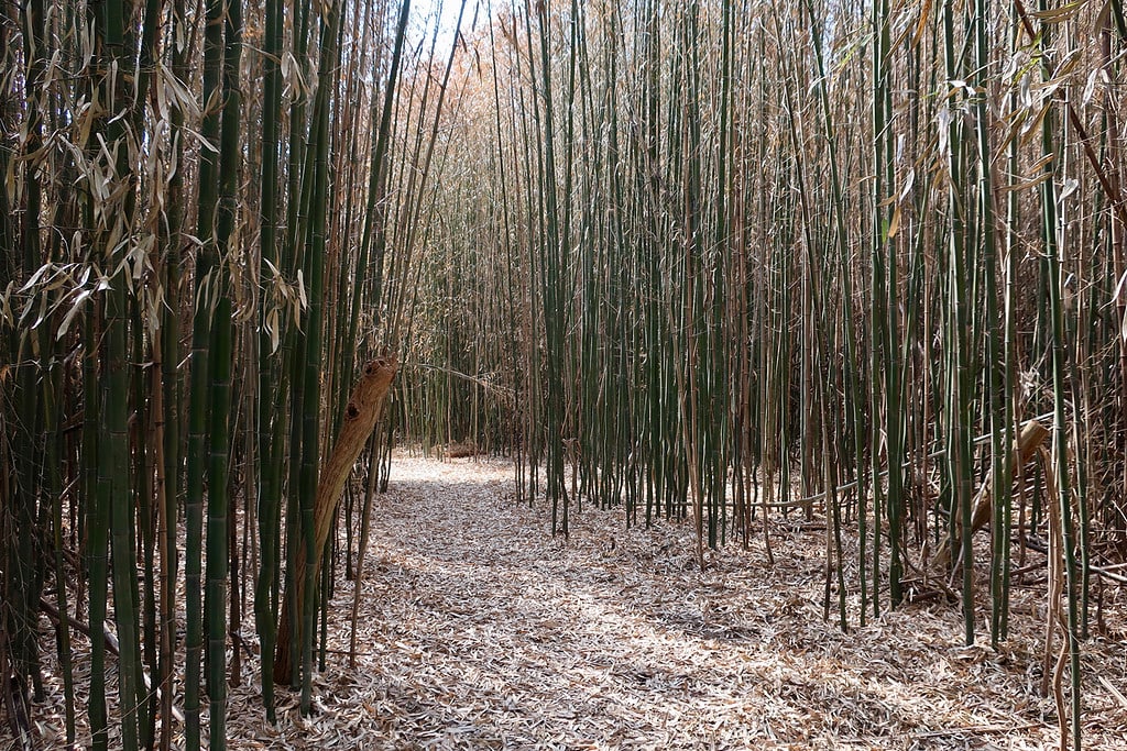 Bamboo Forest at Fantastic Umbrella Factory RI