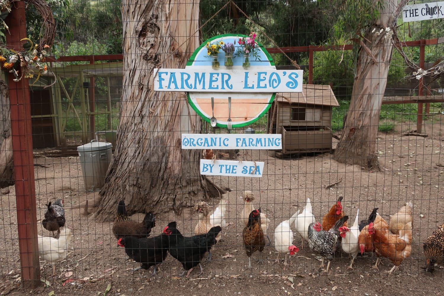 Farmer Leo's Chickens The Ranch CA A Green Hotel