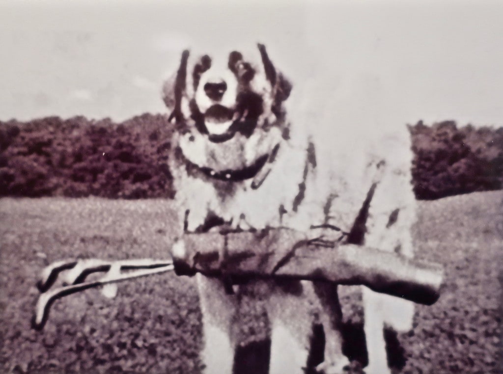 Photo of Nickerson Family dog, Lion, as golf caddie, Ocean Edge Resort Cape Cod