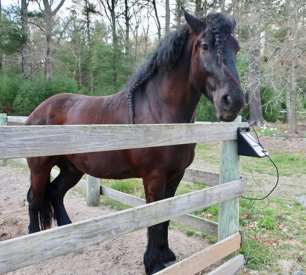 Handsome horse at The Preserve RI Equestrian Center Richmond RI