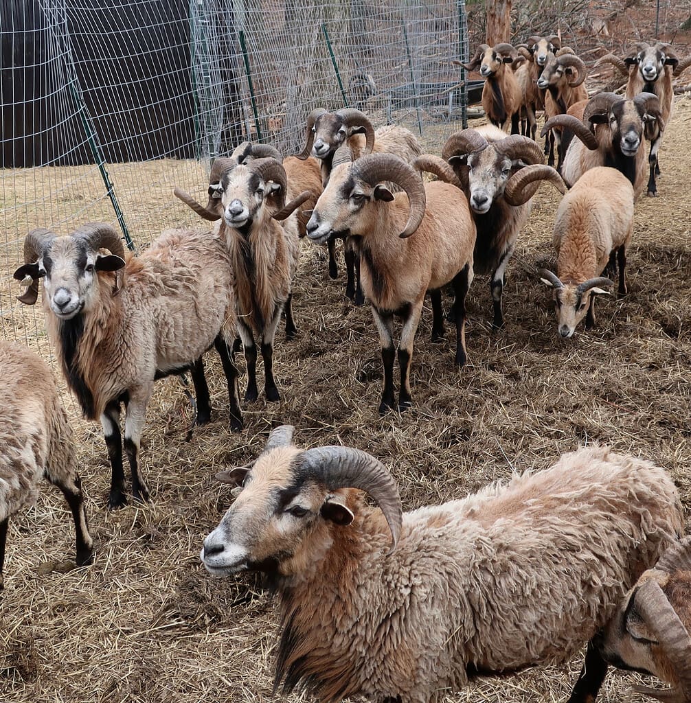 Rams greet visitors to The Preserve RI