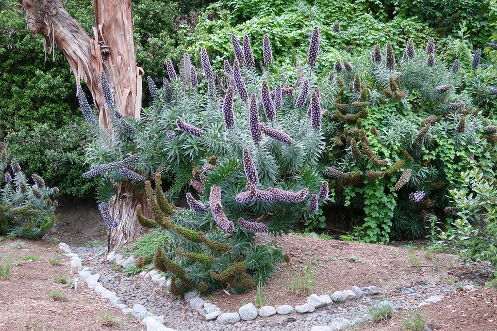 Flowers burst into color in spring at The Ranch, Laguna Beach 