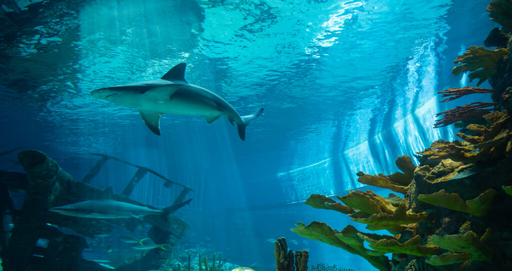 Shark Tank at Texas State Aquarium