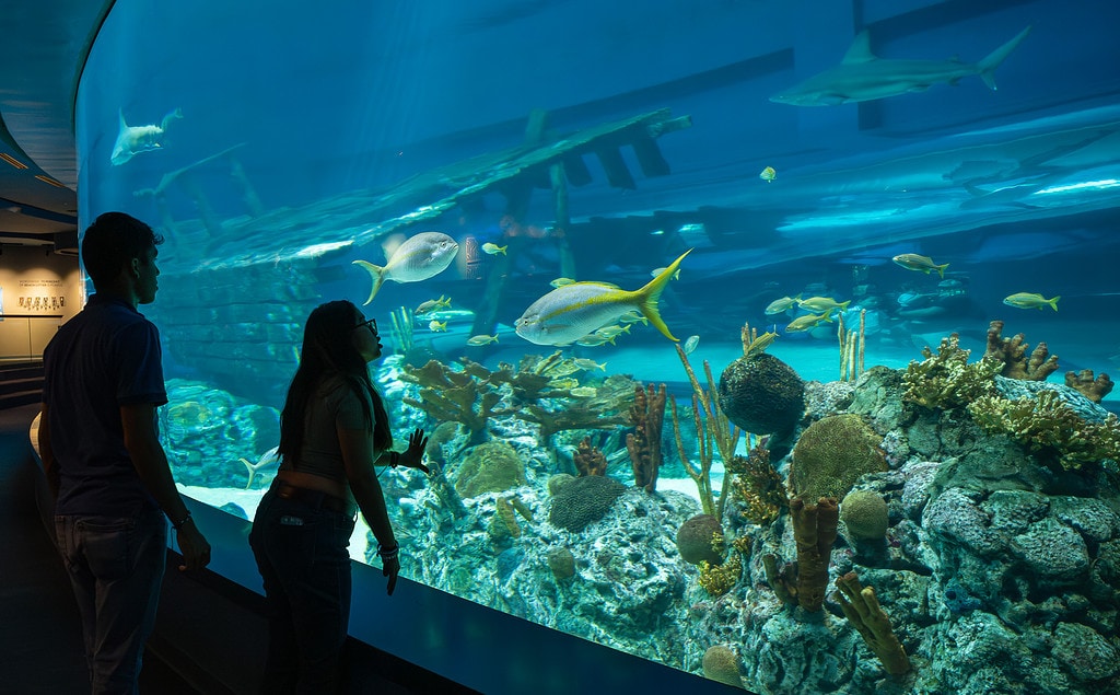 Caribbean Journey tank at Texas State Aquarium