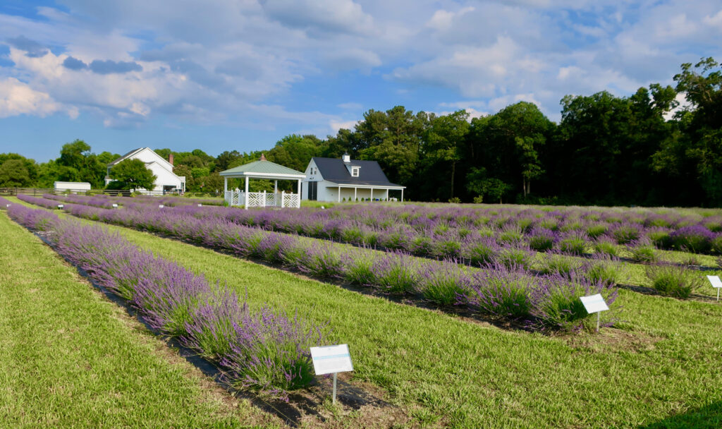 Brittingham Farm lavender fields Delaware