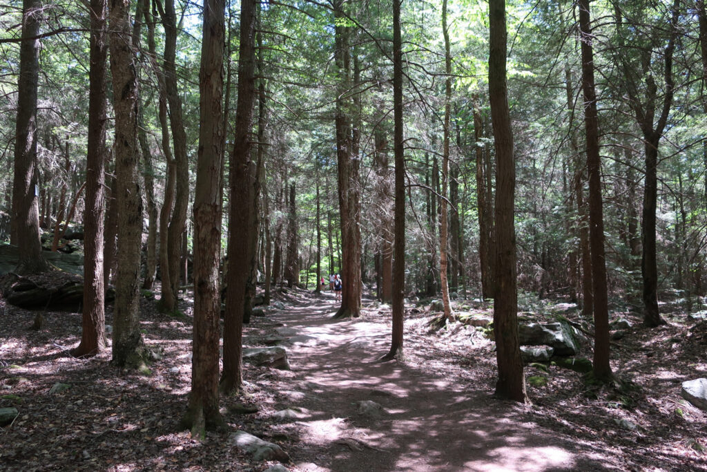 Easy path at first to waterfalls at Ricketts Glen State Park PA