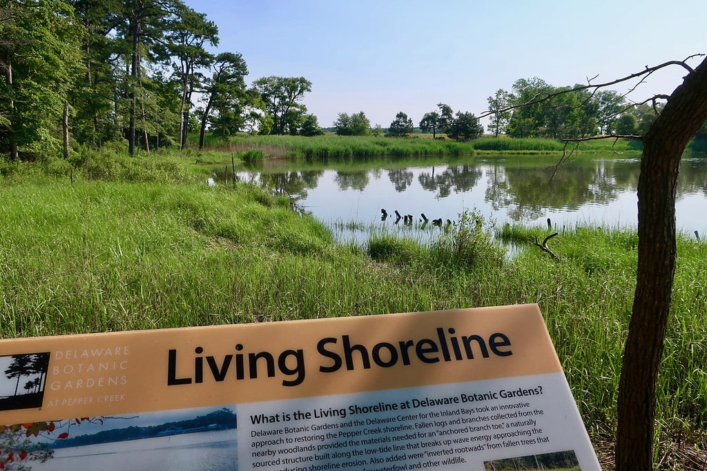 Living Shoreline at DBG