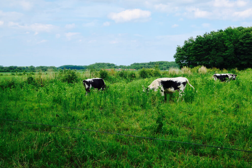 Randall cows at Story Hill Farm Frankford DE