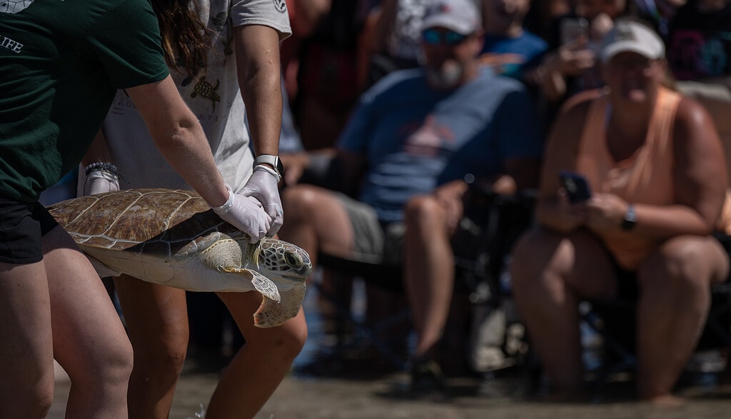 Sea Turtle Release