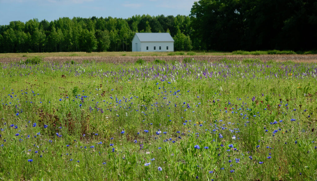 Wildflower Meadow at Story Hill Farm Frankford DE