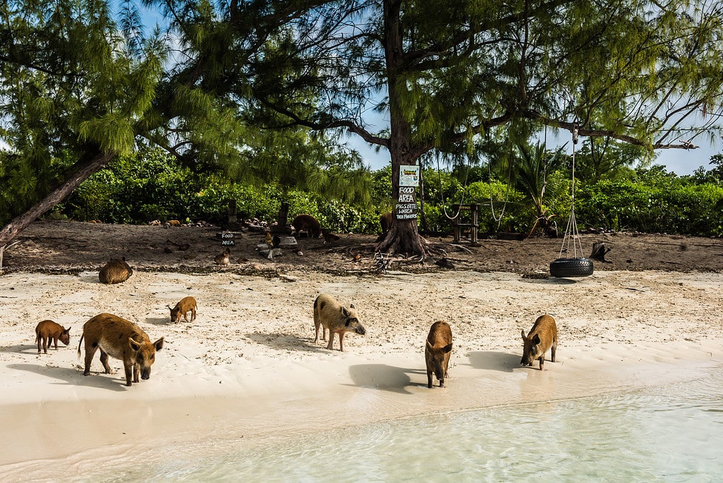 Pigs on the beach in the Abacos Islands of the Bahamas