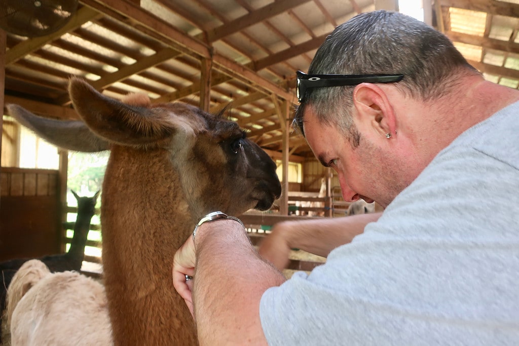 Brent Walker and llama at WoodsEdge Farm Stockton NJ