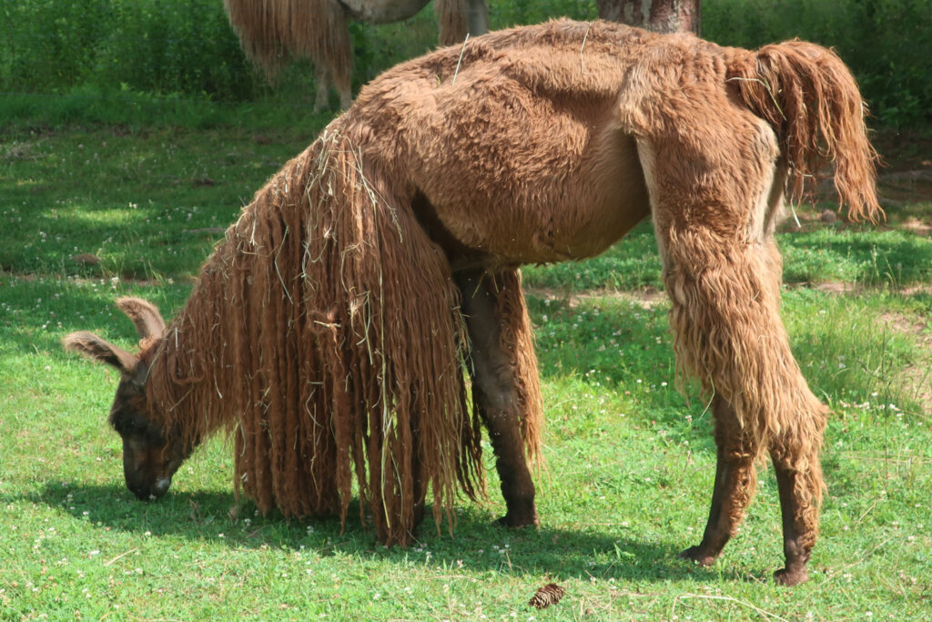 Half shorn llama at WoodsEdge Farm Stockton NJ