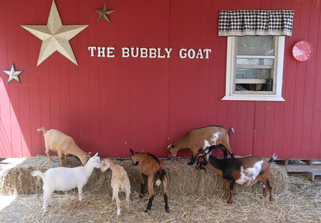 The Bubbly Goat Stockton NJ