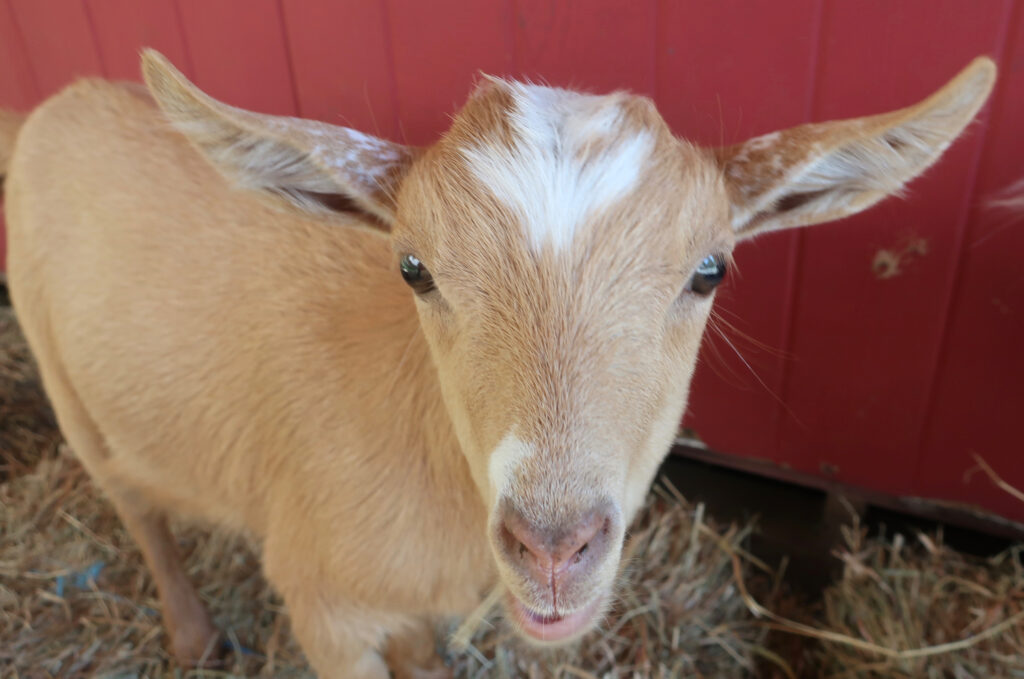 Sweet goat at The Bubbly Goat, Stockton NJ