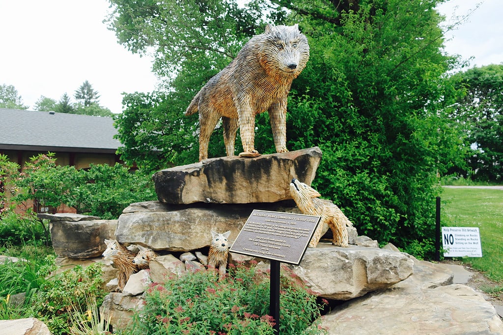 Great Plains Wolf at Kane Depot Museum PA