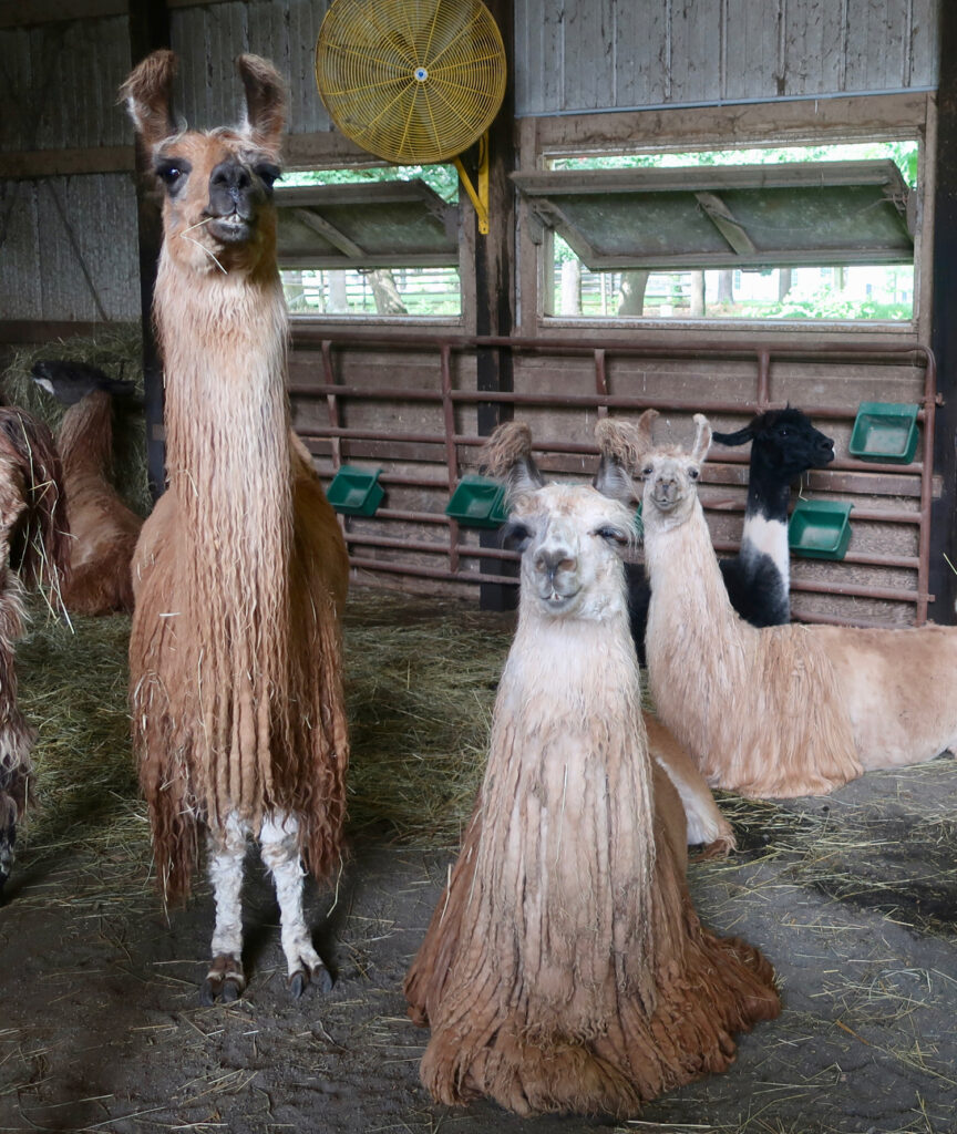 Half-shorn llamas at WoodsEdge Farm Stockton NJ