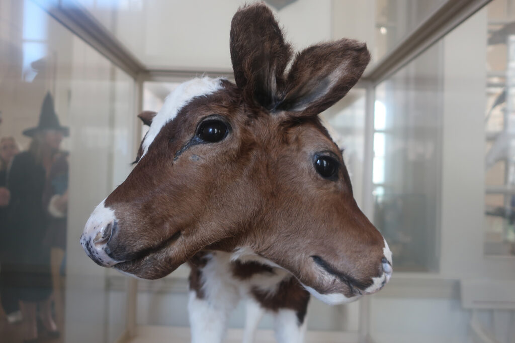 Two Headed Calf at Museum of Curiosities, Old State House Hartford CT