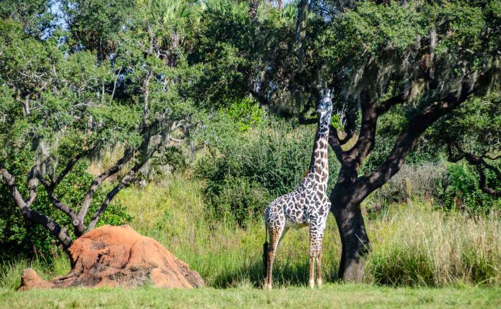 Giraffe at the Animal Kingdom