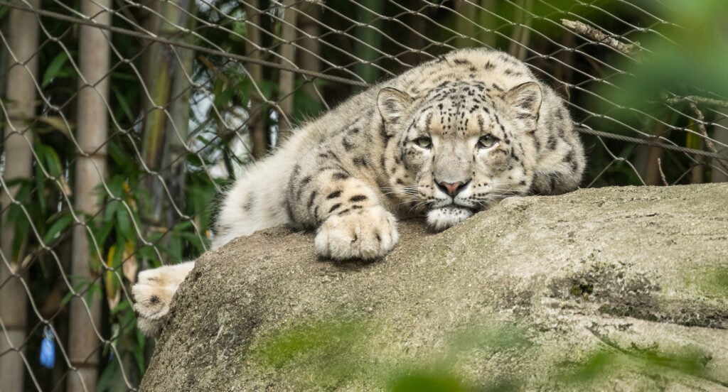 Snow leopard at Roger Williams Park Zoo