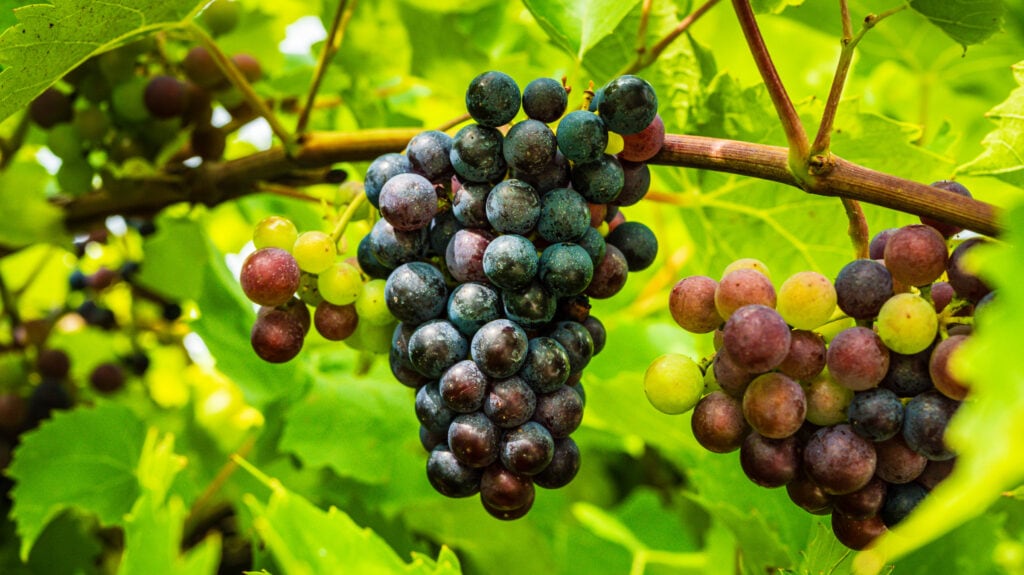 Grapes on the vine in Lake Erie Wine Trail