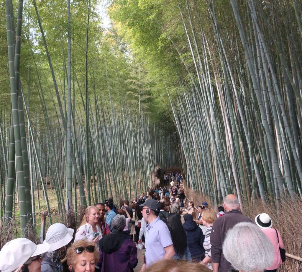  Arashiyama bamboo grove kyoto