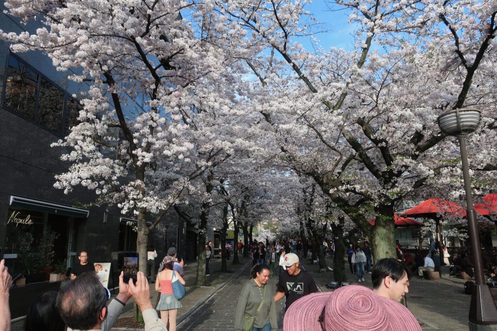 Blooming Cherry Blossoms with tourist crowds in Kyoto Japan