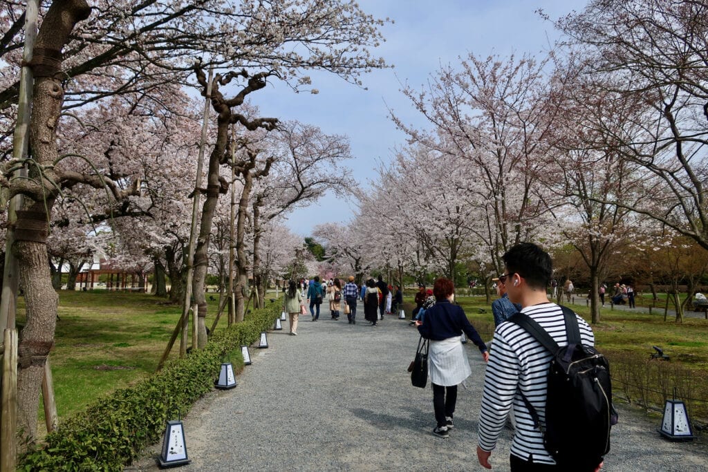 Cherry Blossom Season in Japan