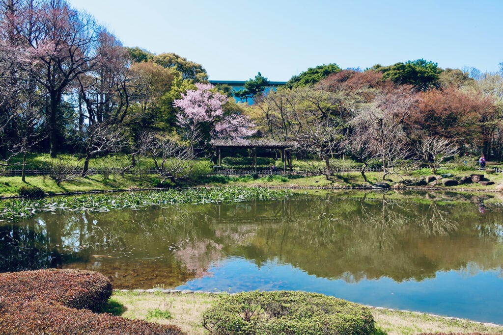 East Garden of the Imperial Palace Tokyo - in Springtime with Cherry Blossoms