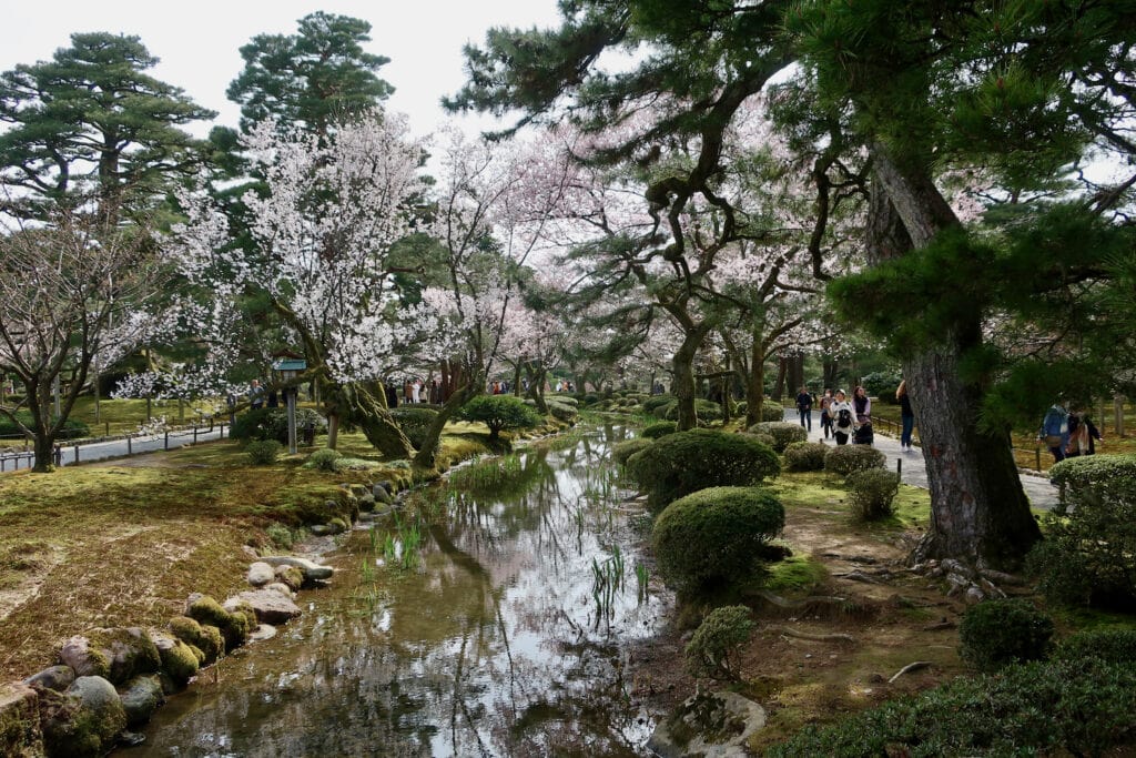 Stream and blooming cherry trees at Kenrokuen Garden in Kanazawa Japan