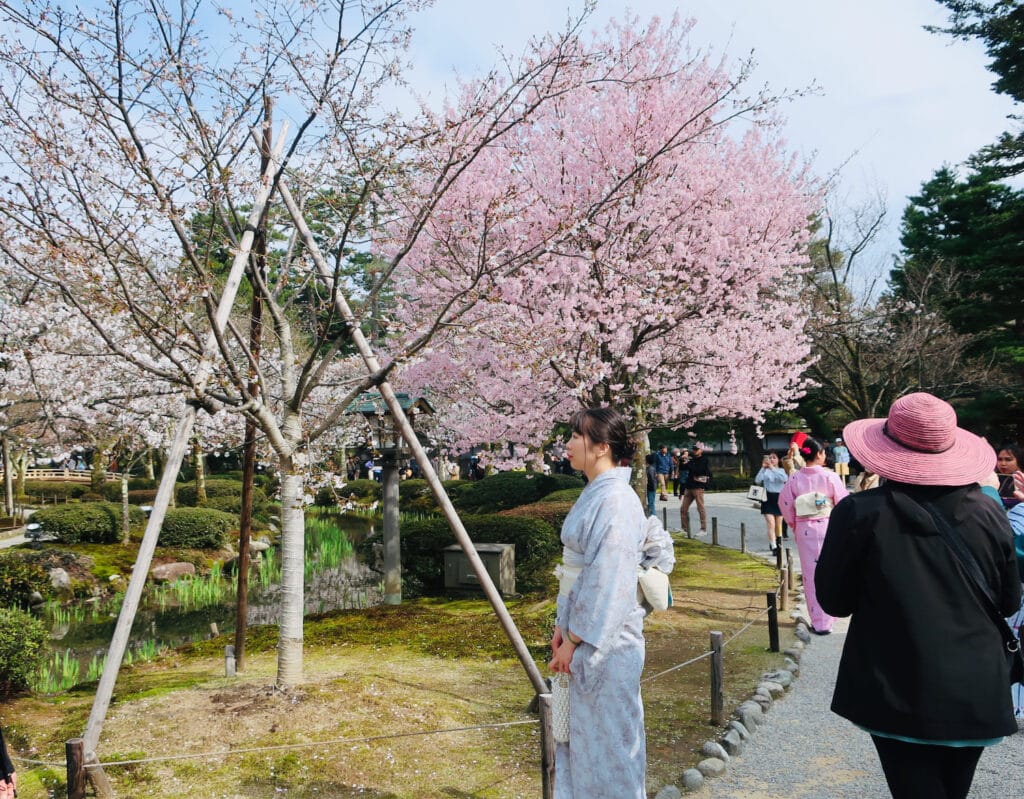 Woman in kimono posing in front of a blooming cherry tree in East Garden of the Imperial Palace Tokyo