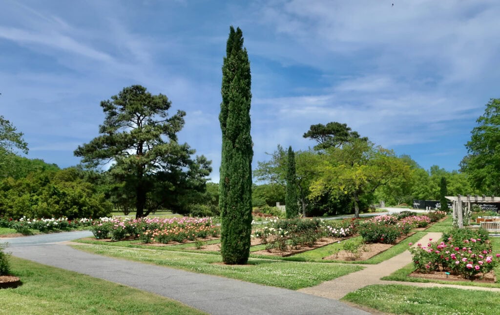 Side view of 3-acre rose garden at Norfolk VA Botanical Gardens