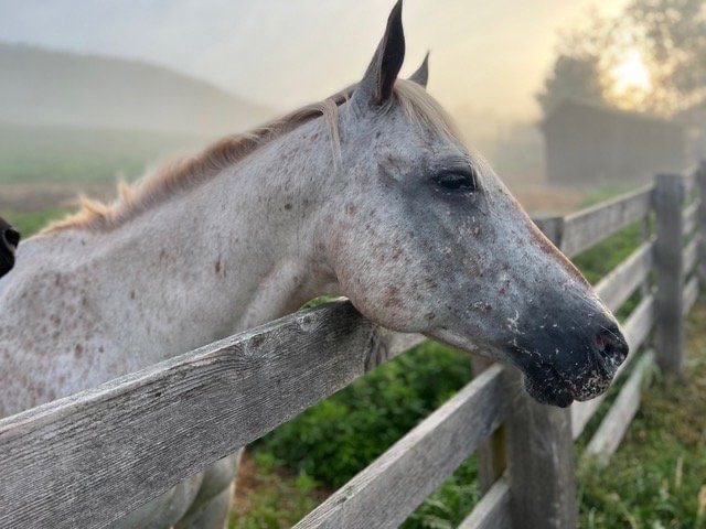 Horse at sunset at Rosemary Farm Horse Sanctuary South Kortright NY