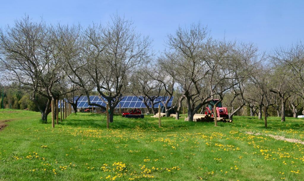 Apple tree grove with solar panels at Inn at Oxbow Acres NH