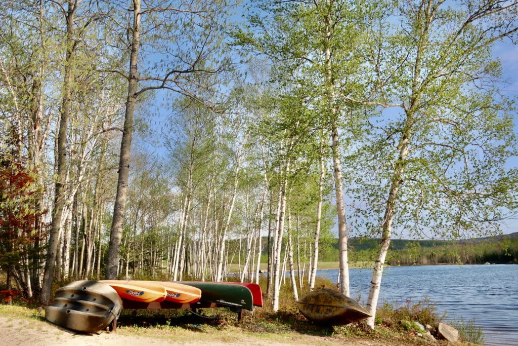 Kayaks and birch trees at Jerico Mountain SP NH
