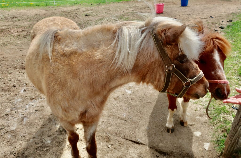 Miniature ponies at Inn a Oxbow Acres Milan NH