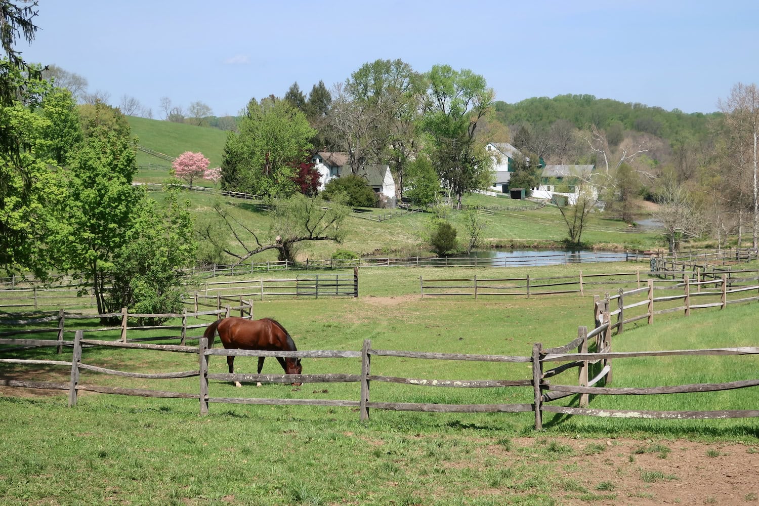 Horses on Jamie Wyeth's Point Lookout Farm DE